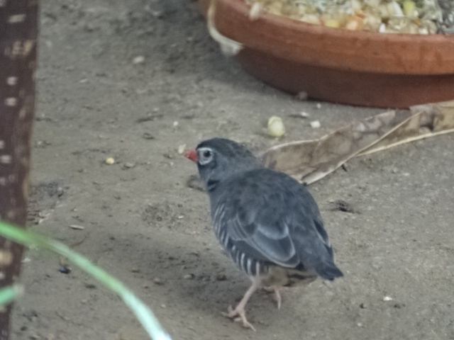 10/08/17 - African quailfinch