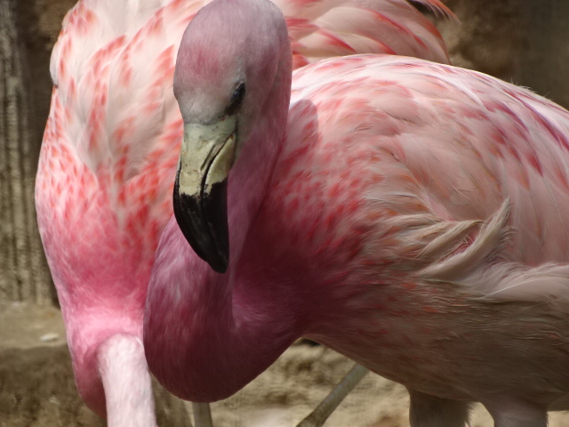 10/08/17 - Andean flamingo