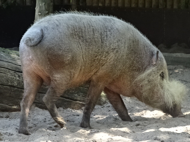 10/08/17 - Bornean bearded pig