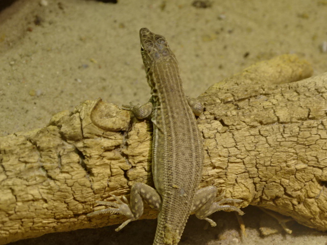 10/08/17 - Bosk's fringe-toed lizard