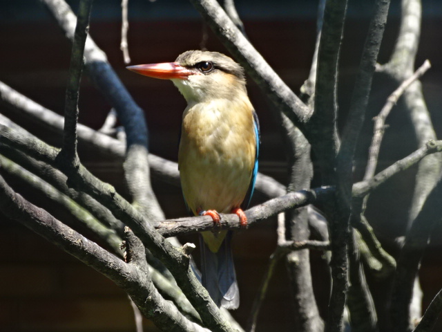 10/08/17 - Brown-hooded kingfisher