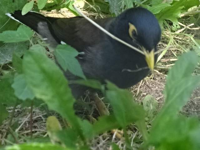 10/08/17 - Common myna