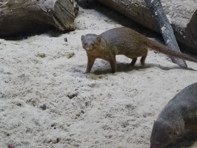 10/08/17 - Dwarf mongoose