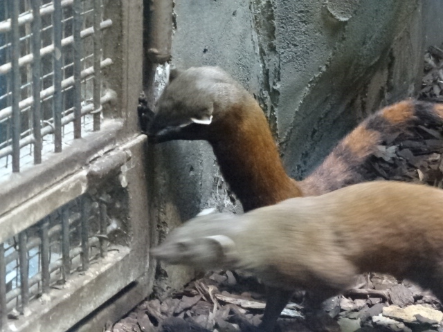 10/08/17 - Eastern ring-tailed mongoose