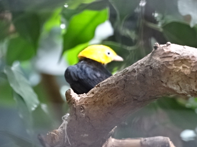 10/08/17 - Golden-headed manakin