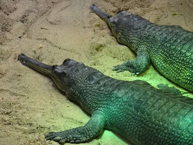 10/08/17 - Indian gharial