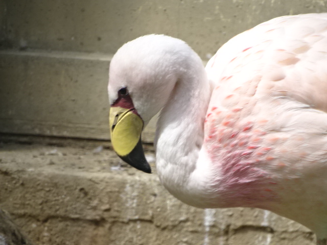 10/08/17 - James' flamingo