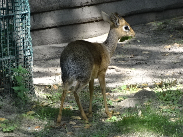 10/08/17 - Kirk's dik-dik