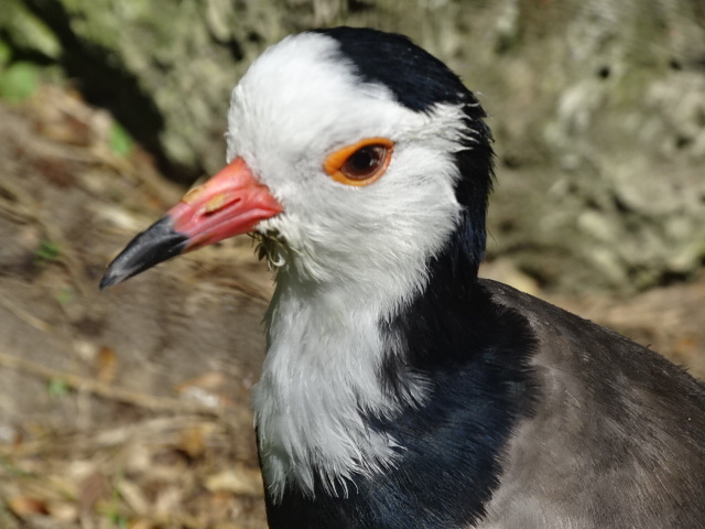 10/08/17 - Long-toed lapwing