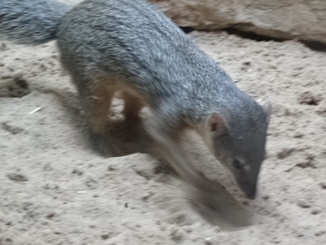 10/08/17 - Narrow-striped mongoose