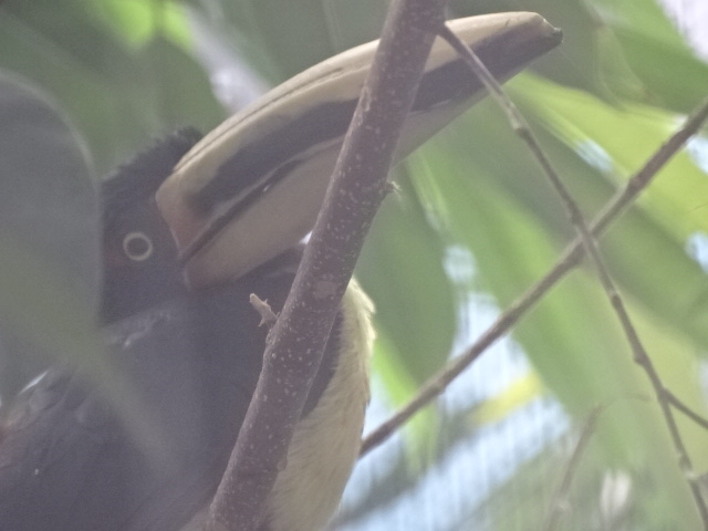 10/08/17 - Pale-billed aracari