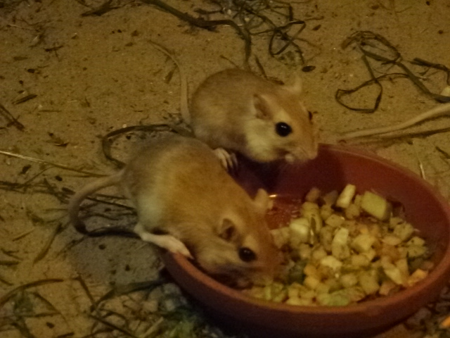 10/08/17 - Pallid gerbil