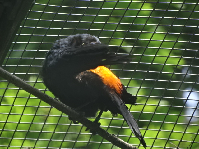 10/08/17 - Red-rumped cacique