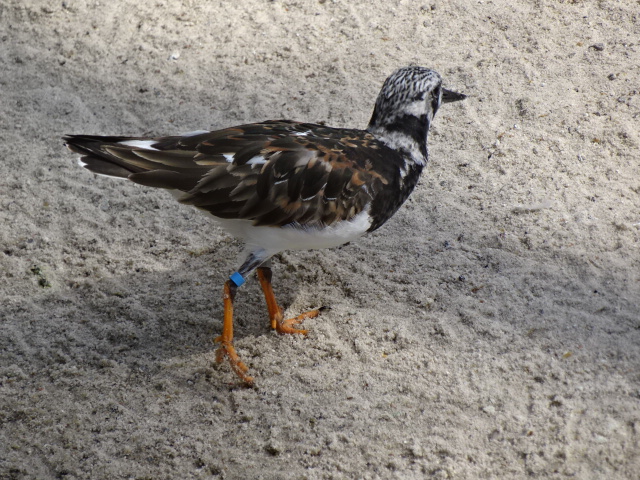 10/08/17 - Ruddy turnstone