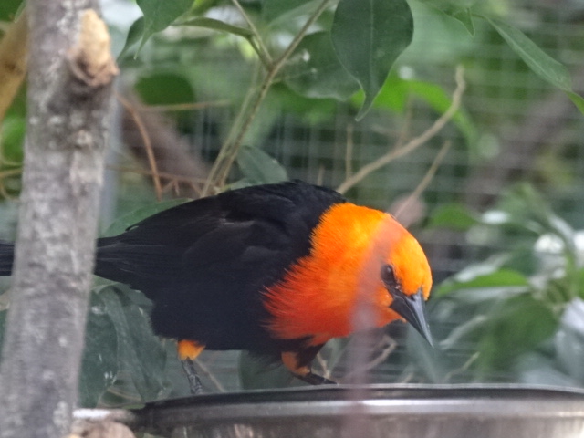 10/08/17 - Scarlet-headed blackbird
