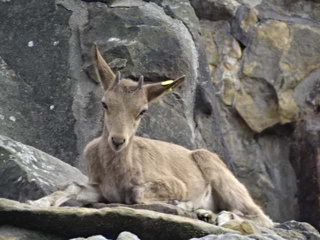 10/08/17 - Siberian ibex