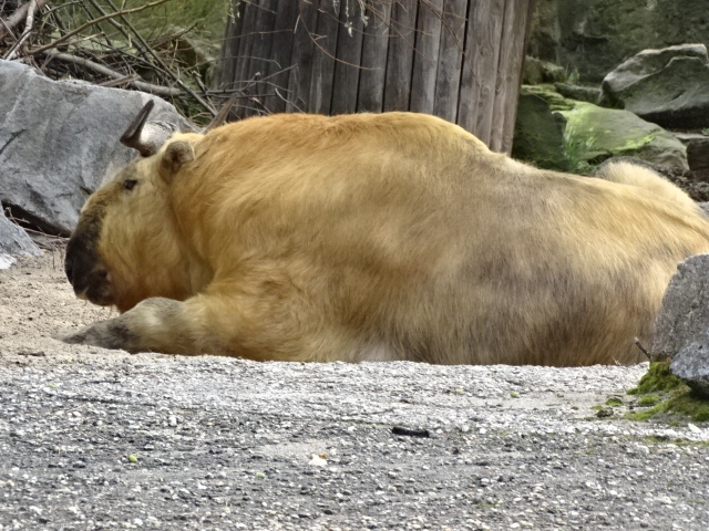 10/08/17 - Sichuan takin