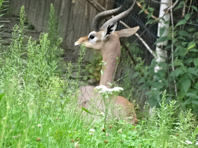 10/08/17 - Southern gerenuk