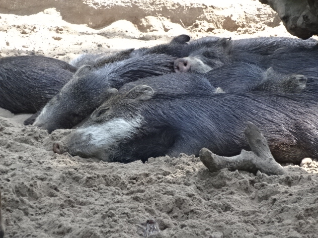 10/08/17 - Southern white-lipped peccary