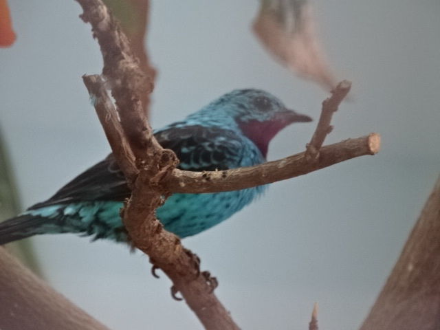 10/08/17 - Spangled cotinga