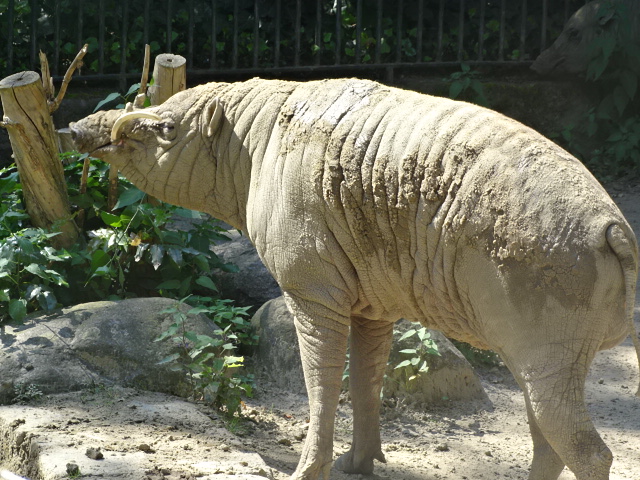 10/08/17 - Sulawesi babirusa