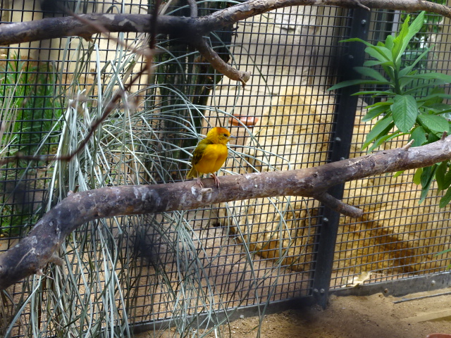 10/08/17 - Taveta golden weaver