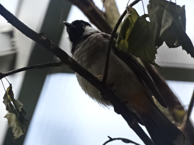 10/08/17 - White-eared bulbul