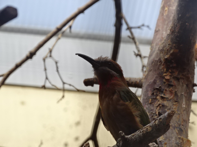 10/08/17 - White-fronted bee-eater