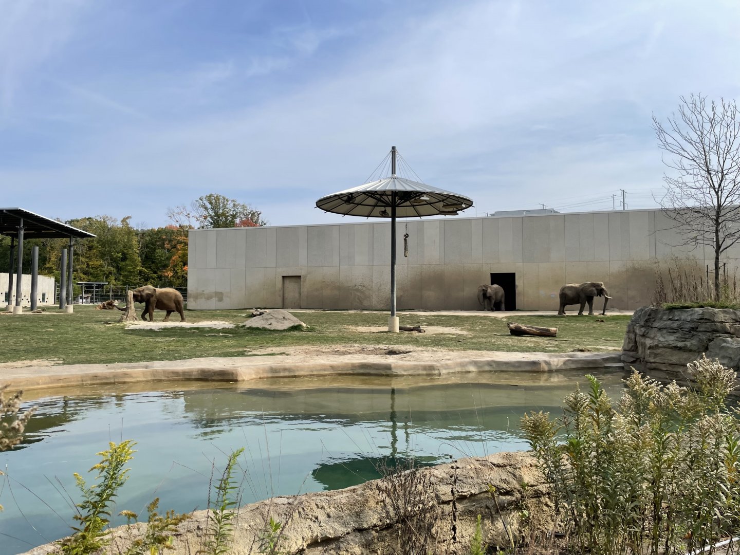 10/11/2024 - African Savanna Elephants