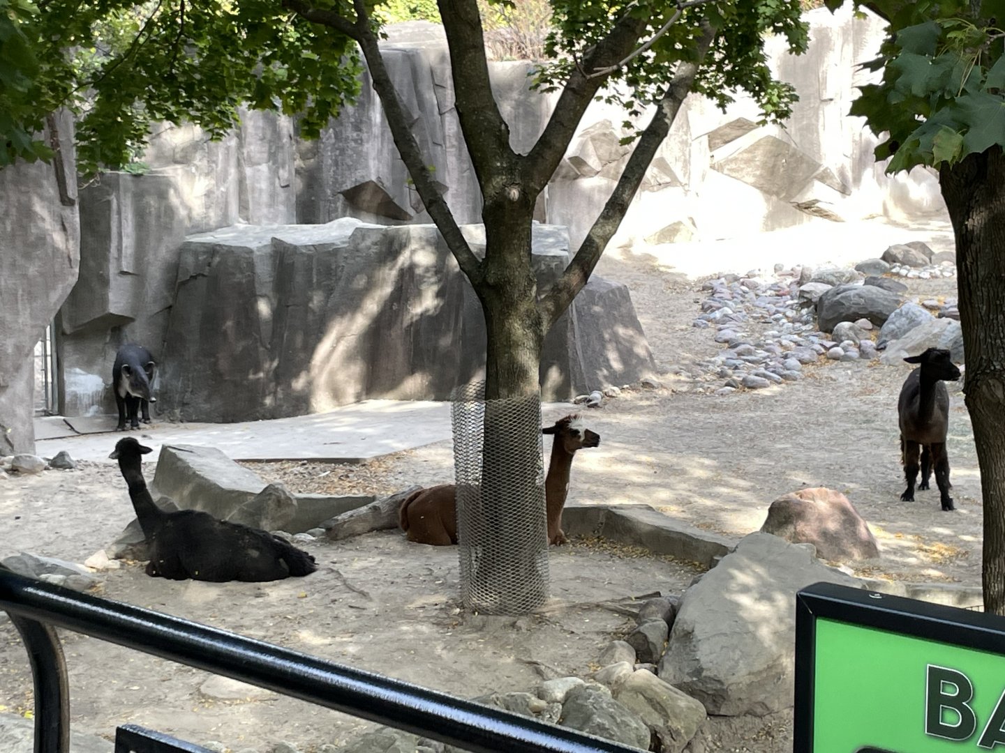 10/11/2024 - Alpacas + Baird's Tapir