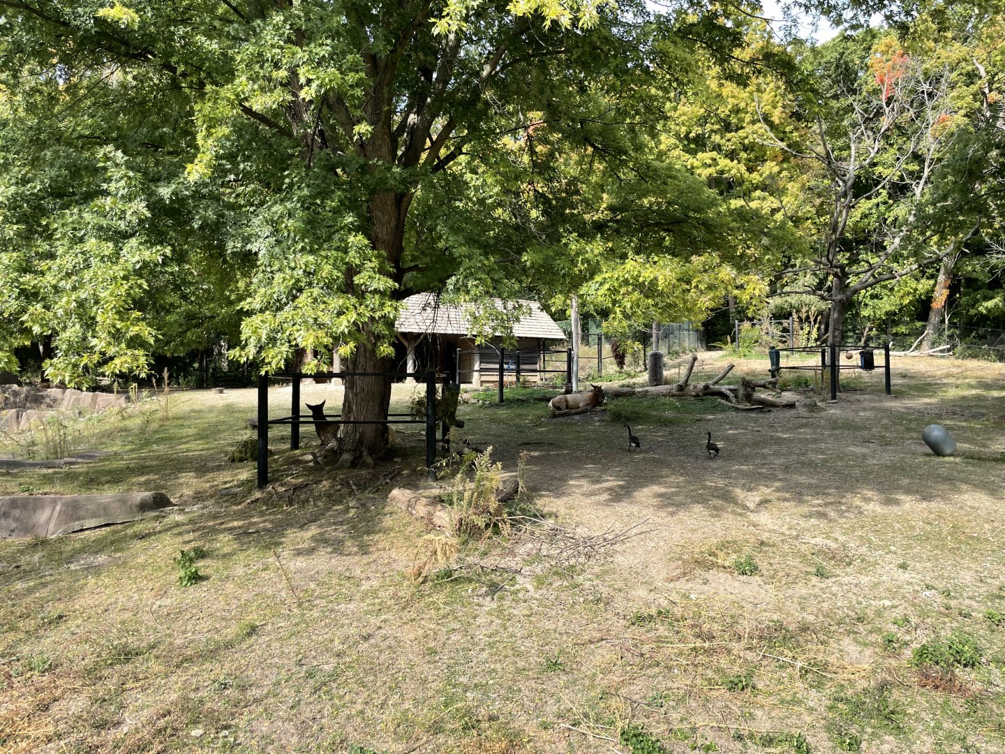 10/11/2024 - American Elk