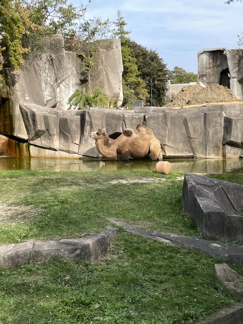 10/11/2024 - Bactrian Camel in water