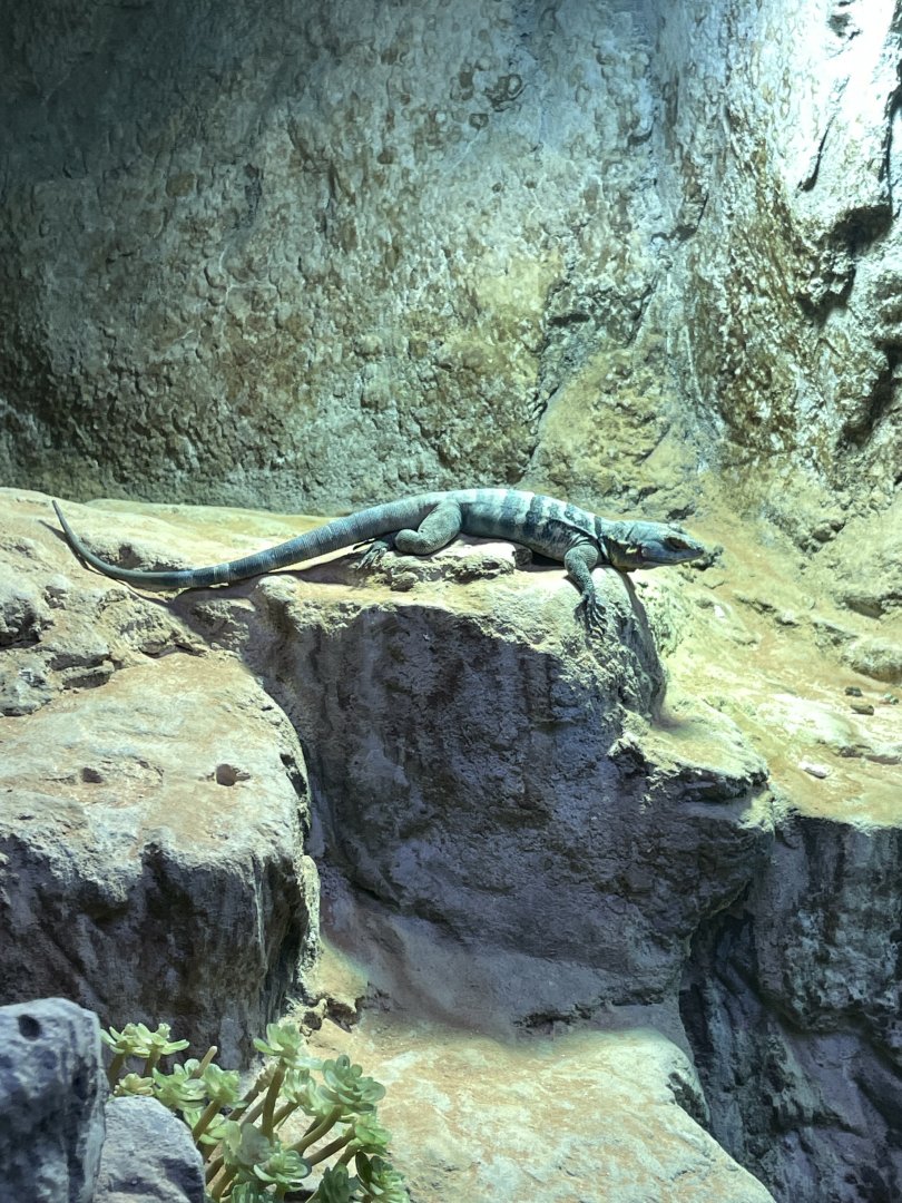 10/11/2024 - Baja Blue Rock Lizard