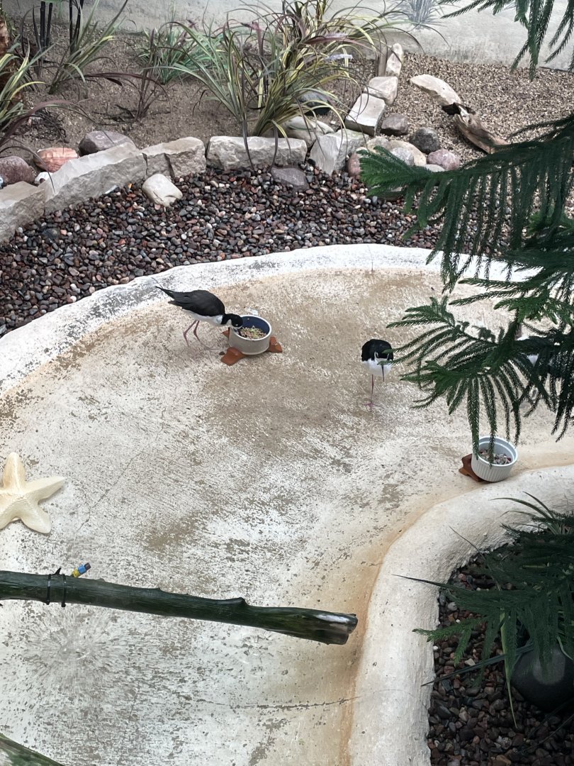 10/11/2024 - Black-Necked Stilts