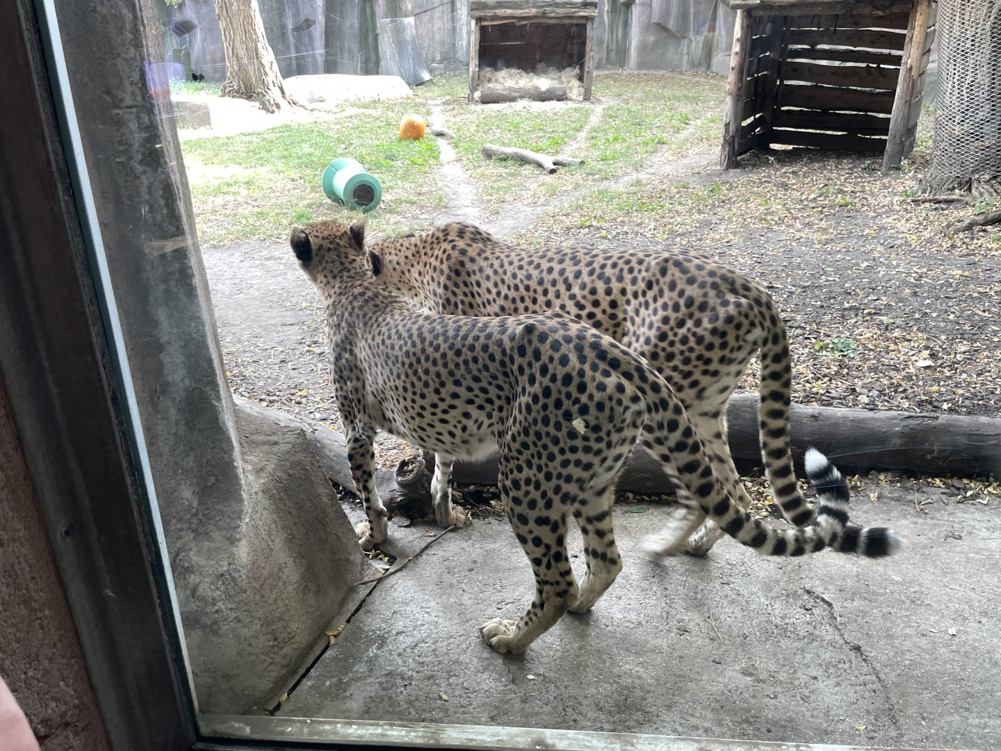 10/11/2024 - Cheetahs