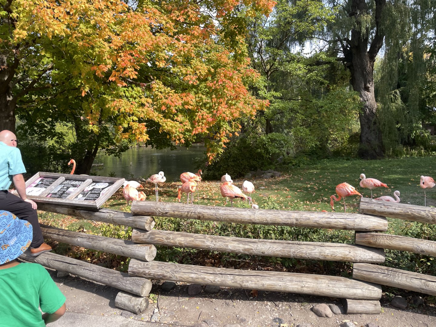 10/11/2024 - Chilean and Caribbean Flamingos