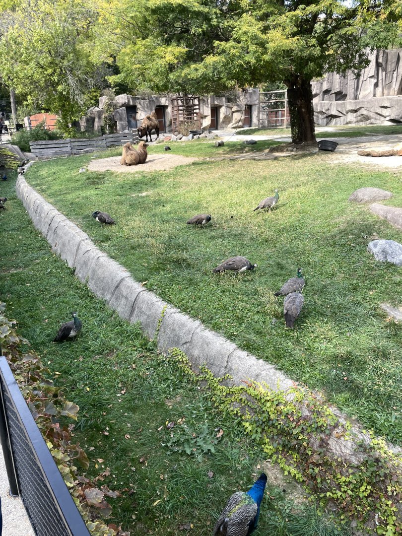 10/11/2024 - Common Peafowl and Bactrian Camels