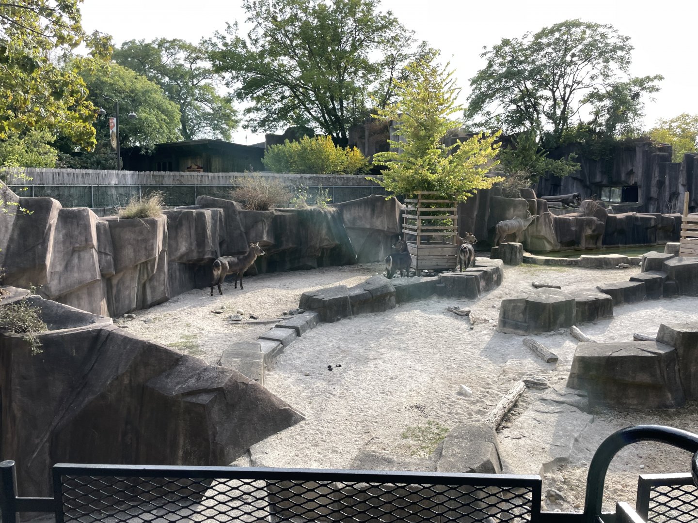 10/11/2024 - Common Waterbucks + Greater Kudu