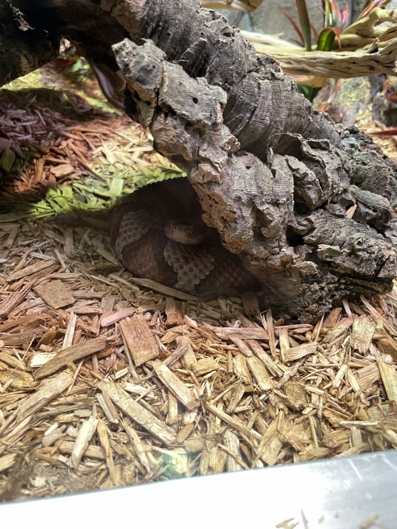 10/11/2024 - Copperhead