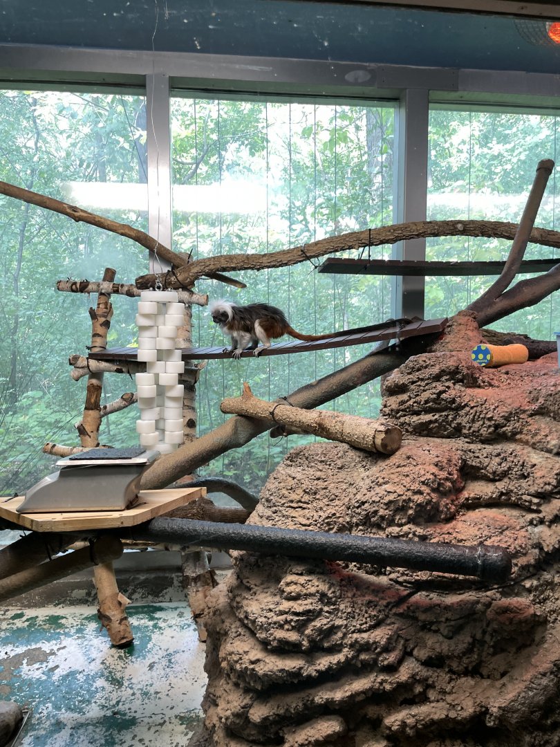 10/11/2024 - Cotton-Top Tamarin