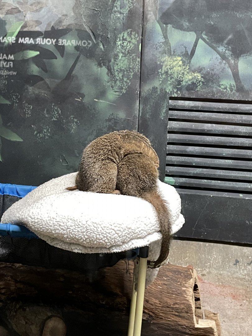 10/11/2024 - Dwarf Mongooses