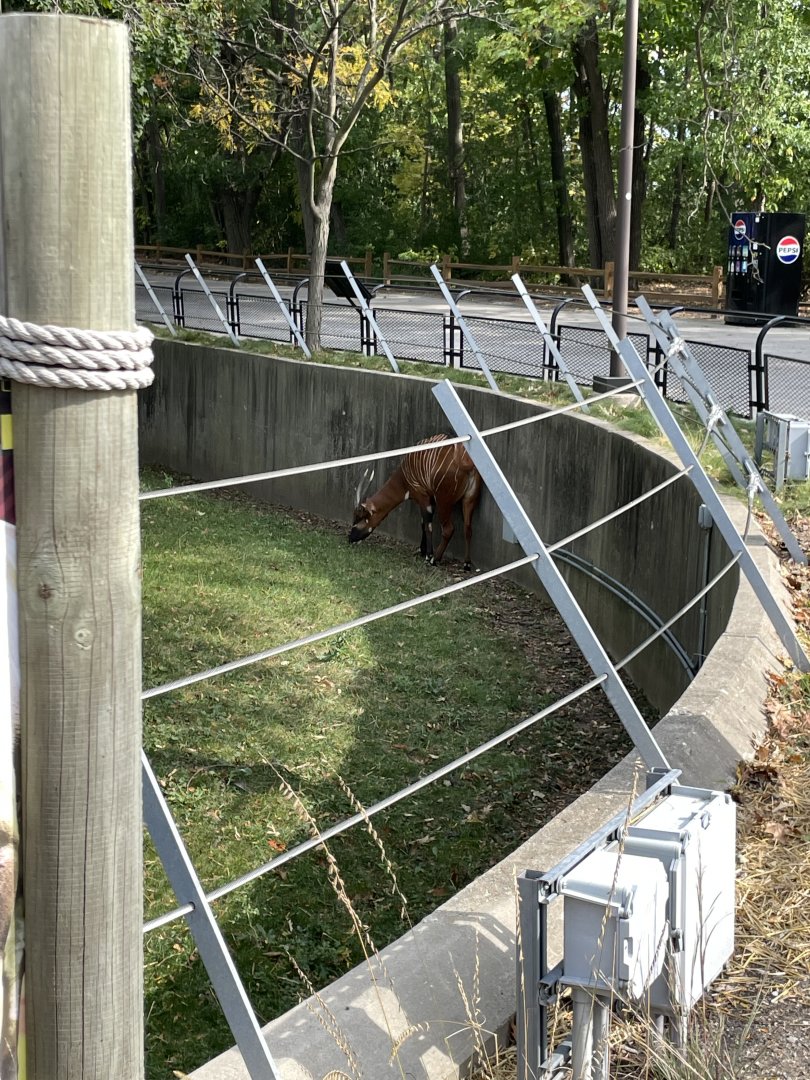 10/11/2024 - Eastern Bongo