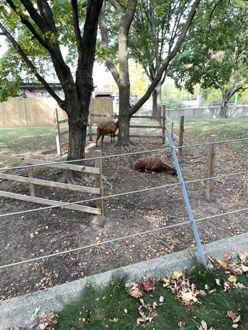 10/11/2024 - Eastern Bongos