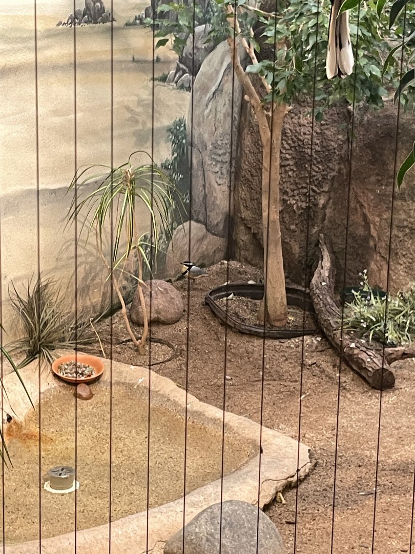 10/11/2024 - Egyptian Plover/Crocodile Bird