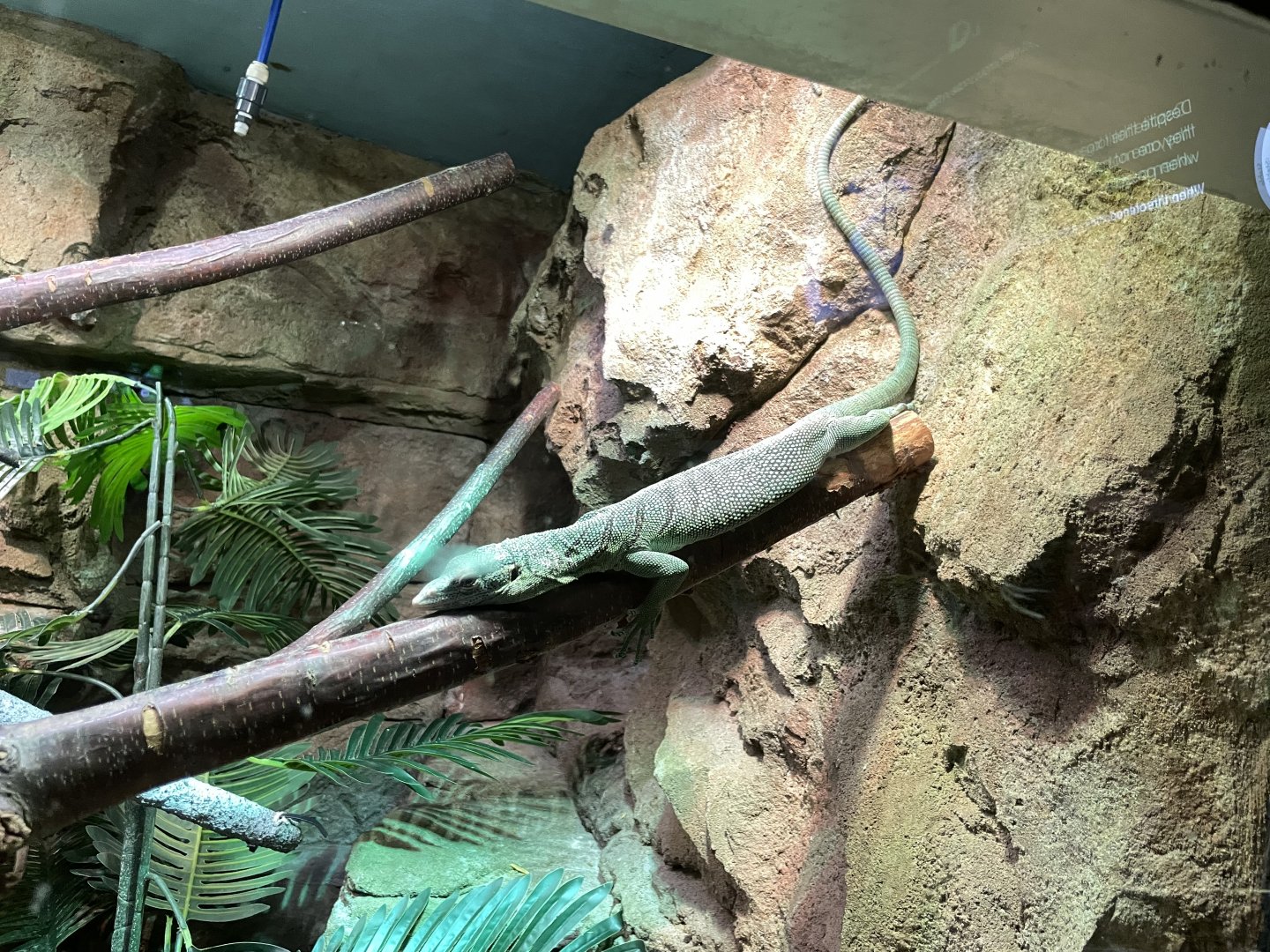 10/11/2024 - Emerald Tree Monitor