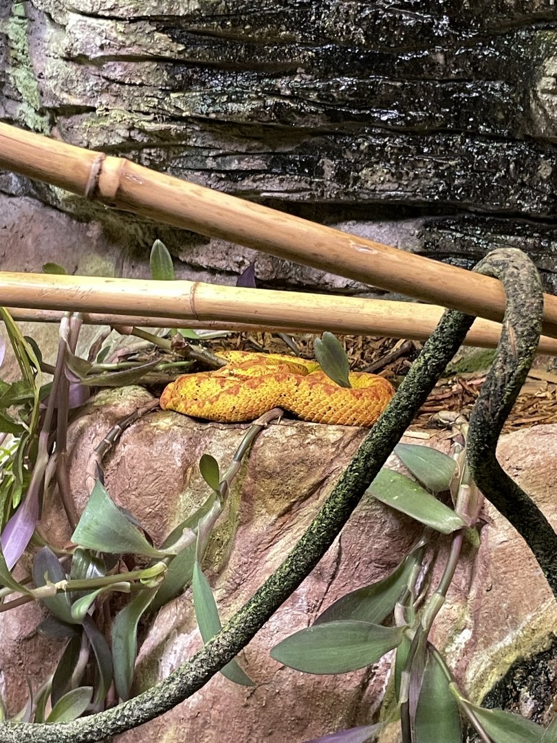 10/11/2024 - Eyelash Viper