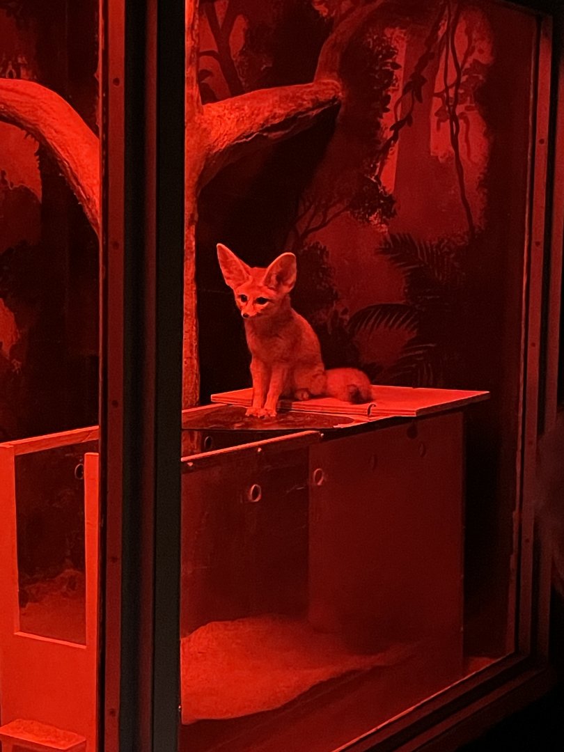 10/11/2024 - Fennec Fox