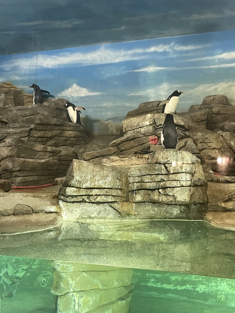 10/11/2024 - Gentoo Penguins