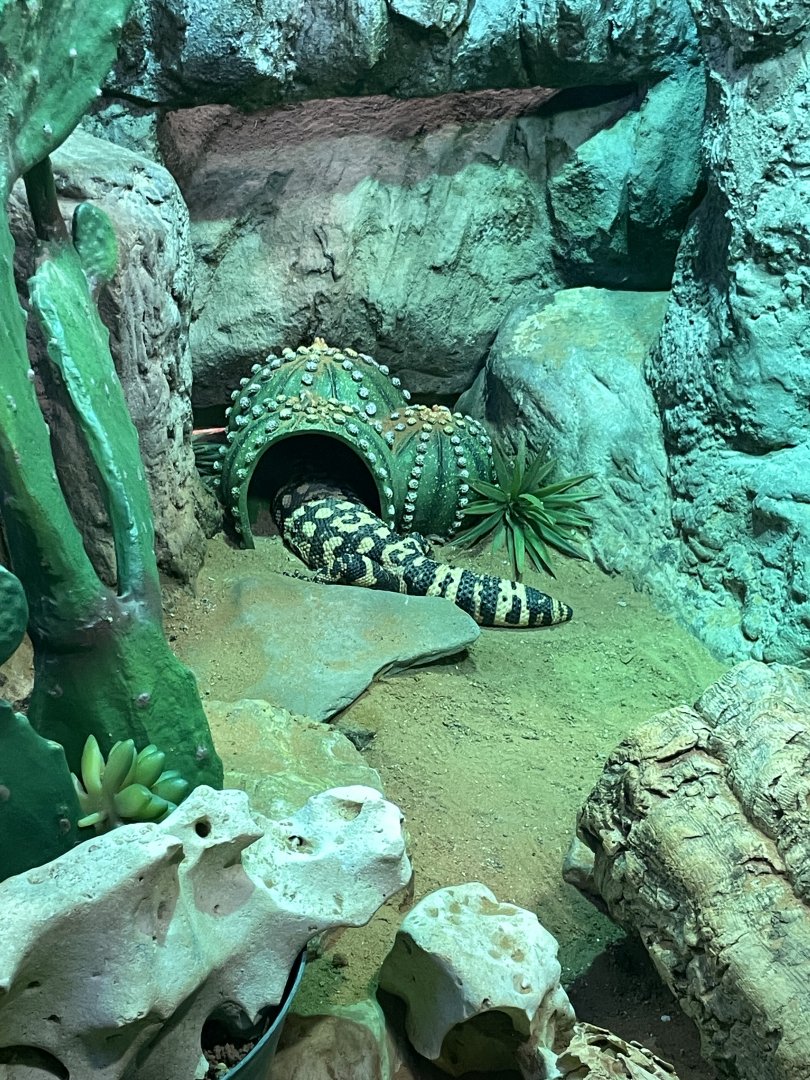 10/11/2024 - Gila Monster