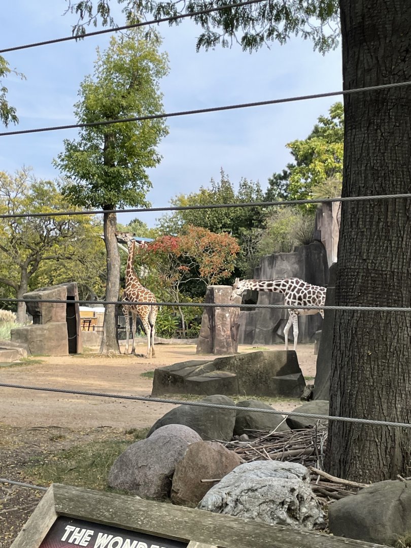 10/11/2024 - Giraffes